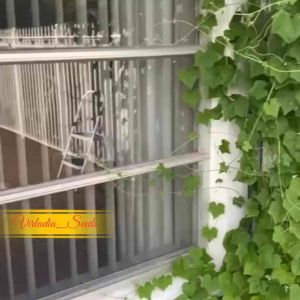 [Virladia Seeds] 8 Biji Benih tanaman Indian Snake Cucumber | mentimun India