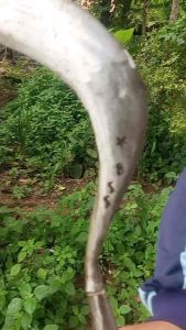 Sabit Rumput Baja Asli Madura: Pilihan Terbaik\\n\\n Apa Itu Sabit Rumput Baja Asli Madura\\n\\nSabit rumput baja asli Madura adalah alat pemotong rumput yang terbuat dari baja berkualitas tinggi dan diproduksi di Madura, Indonesia. Sabit ini sangat cocok untuk pemeliharaan taman dan pemotongan rumput di berbagai jenis tanah. Salah satu merek sabit rumput yang terkenal adalah Bintang Sembilan.\\n\\n Ciri-Ciri Sabit Rumput Bintang Sembilan\\n\\nSabit rumput Bintang Sembilan memiliki beberapa ciri khas yang membedakannya dari produk lainnya. Beberapa ciri khas tersebut antara lain:\\n\\n- Sabit rumput Bintang Sembilan terbuat dari baja berkualitas tinggi yang tahan lama.\\n- Sabit rumput Bintang Sembilan memiliki desain ergonomis yang nyaman digunakan dalam waktu lama.\\n- Sabit rumput Bintang Sembilan memiliki berat yang ringan sehingga mudah dipegang dan digunakan.\\n\\n Perbedaan Sabit Rumput Baja Asli Madura dengan Produk Lainnya\\n\\nSabit rumput baja asli Madura memiliki beberapa keunggulan dibandingkan produk lainnya. Beberapa keunggulan tersebut antara lain:\\n\\n- Sabit rumput baja asli Madura terbuat dari baja berkualitas tinggi yang tahan lama.\\n- Sabit rumput baja asli Madura memiliki desain ergonomis yang nyaman digunakan dalam waktu lama.\\n- Sabit rumput baja asli Madura memiliki harga yang lebih terjangkau dibandingkan produk lainnya.\\n\\n Keunggulan Sabit Rumput Bintang Sembilan\\n\\nSabit rumput Bintang Sembilan memiliki beberapa keunggulan yang membuatnya menjadi pilihan terbaik untuk pemeliharaan taman dan pemotongan rumput. Beberapa keunggulan tersebut antara lain:\\n\\n- Sabit rumput Bintang Sembilan memiliki kualitas tinggi dan tahan lama.\\n- Sabit rumput Bintang Sembilan cocok untuk pemeliharaan taman dan pemotongan rumput di berbagai jenis tanah.\\n\\n Cara Menggunakan Sabit Rumput Bintang Sembilan\\n\\nBerikut adalah beberapa tips menggunakan sabit rumput Bintang Sembilan dengan benar:\\n\\n- Gunakan sabit rumput Bintang Sembilan dengan cara memegang gagangnya dengan kuat.\\n- Gunakan sabit rumput Bintang Sembilan dengan cara mengayunkannya ke depan dan ke belakang untuk memotong rumput.\\n- Jangan gunakan sabit rumput Bintang Sembilan dengan cara menekannya ke tanah.\\n\\nBerikut adalah beberapa cara merawat sabit rumput Bintang Sembilan agar awet:\\n\\n- Bersihkan sabit rumput Bintang Sembilan setelah digunakan dengan cara menggosoknya menggunakan kain kering.\\n- Laporkan sabit rumput Bintang Sembilan setelah digunakan dengan cara menyiramnya menggunakan air bersih.\\n- Simpan sabit rumput Bintang Sembilan di tempat yang kering dan aman.\\n\\n Kesimpulan\\n\\nSabit rumput baja asli Madura, terutama merek Bintang Sembilan, adalah pilihan terbaik untuk pemeliharaan taman dan pemotongan rumput. Sabit ini memiliki kualitas tinggi, tahan lama, dan cocok digunakan di berbagai jenis tanah. Dengan menggunakan sabit rumput Bintang Sembilan dengan benar dan merawatnya dengan baik, Anda dapat memastikan bahwa alat ini akan awet dan dapat digunakan dalam jangka waktu yang lama.\n}