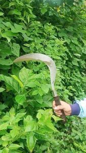 Sabit Padi Baja Per Merek Z Asli Madura