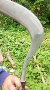 Sabit Rumput Baja Asli Madura: Pemeliharaan Taman Berkualitas Tinggi