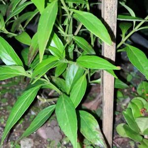 Daun sambiloto segar isi 50 lembar-az