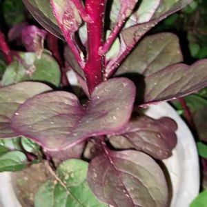 Daun binahong merah segar isi 10 lembar-az