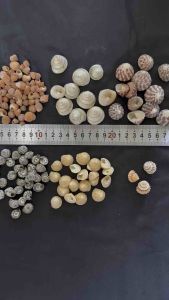 หอยสังข์หอดำ 50g MINI BLACK TOWER สำหรับทำหัตถกรรมเปลือกหอยและของสะสมส่วนตัว Size:1-3cm