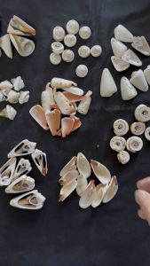 เปลือกหอยสังข์เจาะ 50g HK สำหรับทำจี้และงานฝีมือเปลือกหอย