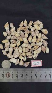 หอยทะเล เล็ก สีดำ เปลือก Zhi Ma50G วัสดุตกแต่ง Sesame Sea Snail Shells 1-2cm