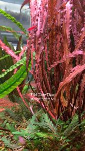 (Lá Nước) Cây Tiêu Thảo Tiger Cây Thủy Sinh Hậu Cảnh Cắm Nền | 8m2 Cây Tiêu Thảo Ngọn 7 - 15Cm Cây Trồng Thủy Sinh Từ Việt Nam - Lazada