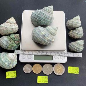 หอยสังข์เขียว บ้านของปูเสฉวน ตัวเลือก Green Turben Conch Natural Real Sea Shell