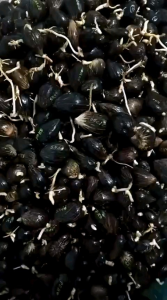 PPKS DXP 540 ISI 250 BERSERTIFIKAT