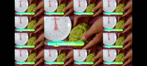 Giant Thailand Sugar Apple (live plant) or Seeds