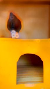 Terbang Kencang Doping burung merpati balap meja dan kolongan memperkuat setamina saat terbang