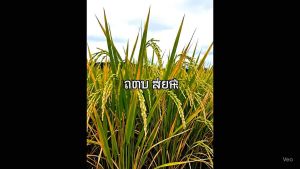 เคสโตร 500ซีซี สารสามัญไพราโคลสโตบิน