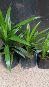 Pokok Pandan