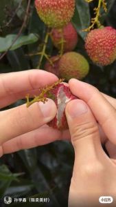 Fay Zee Siu Litchi Super Fresh Sweet&Juicy 妃子笑荔枝新上市