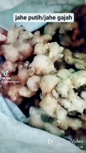 Jahe Putih Segar Jahe Gajah