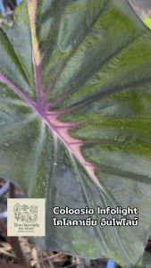 โคโลคาเซีย อินโฟไล (Colocasia Infolight )ไม้ฟอกอากาศ ไม้มงคล ไม้ประดับ ไม้แต่งสวน ราคาถูกสุดๆ ไม้ด่าง ไม้หายาก