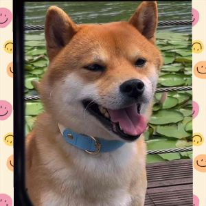 [READY STOCK] Pet Collar Cat Dog Leather Collar Adjustable Pet Necklace | Rantai kolar Kuching | 宠物皮革项圈 猫狗项圈