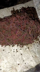 CACING ANC PREMIUM HASIL BUDIDAYA 100-500Gr