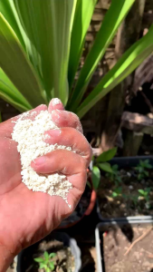APOG 1Kg Agricultural Limestone - Fine white powder - For soil amendment - Outdoor gardening scene