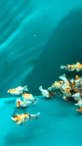 PowerUp Fishfood อาหารปลาบอลลูน  ชนิดเม็ดปั้นก้อน สำหรับปลาแรกเกิด-โตเต็มวัย สูตรเร่งสีได้ทุกเฉดสี เร่งโต ใช้แทนอาหารสดได้เลย