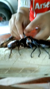 กว่าง 2 ตัวเมีย1ตัว โซงเอาไว้ชนกันแถมอีกพิเศษลุ้นเอาปี2024 ต้นฤดูกาลโปรโมชั่นให้ไปเล่นกันสนุก