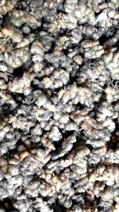 Kencur super besar murah 1 kg buat seblak