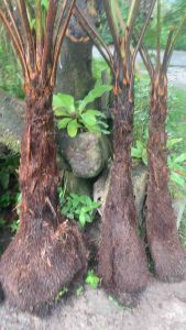 Trees ferns ต้นเฟิน มหาสดำ ( ขนาดประมาณ150cm+ )