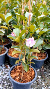 ม่วงมณีรัตน์ กระถาง 11 นิ้ว ต้นสวยและแข็งแรง (กทม)