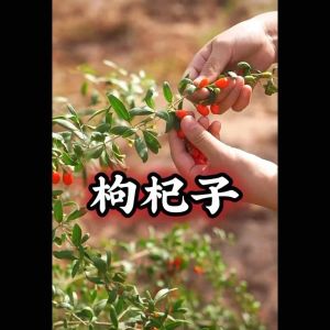 EC高等级 宁夏枸杞 香果味扑鼻 Goji Gouji 1kg |500g | 250g (買10送1) Goji berry