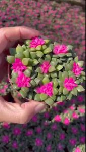 #กุหลาบหินลูกชุบ (Anacampseros Rufescens) #ลูกชุป #ไม้อวบน้ำ #กุหลาบหิน กระบองเพชร แคคตัส  ลำต้นจะเปลี่ยนเป็นสีชมพูหากได้รับแสงเพียงพอ การรดน้ำ สัปดาห์2-3 ครั้ง  ลูกชุบ 🪷🌸 ไม้อวบน้ำแคระ ตระกูลเดียวกับแคคตัส ชอบแดด🌞 ยิ่งโดนแดดจะยิ่งเป็นสีชมพูสวยงามมากค่