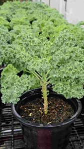 ใบผักเคลตัดสดตามออเดอร์ และ ต้นเคล ขายพร้อมกระถาง เป็น ‘Superfood’ สุดยอดผักเพื่อสุขภาพ ผักเคล ต้นแข็งแรง พร้อมทานและนำไปปลูกต่อได้ ผักปลอดยาฆ่าแมลง