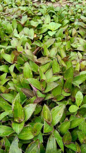 หญ้าไผ่น้ำ หญ้าไผ่น้ำสด​ หญ้าไผ่น้ำอินทรีย์​ ชุดครึ่งกิโลกรัม และ  1 กิโลกรัม​