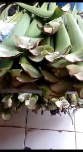 Lidah Buaya Barbadensis Super Untuk Kecantikan & Konsumsi