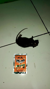 10 sachet mao wang racun tikus kemasan oren biasa paling ampuh dijamin tikus mati ditempat