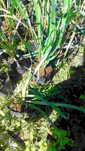 ต้นตะไคร้ ต้นกล้าตะไคร้แกง ขนาดถุง 4 × 8นิ้ว รากแน่นพร้อมปลูก