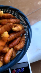Kunyit Segar 1 kg (sudah di cuci bersih)