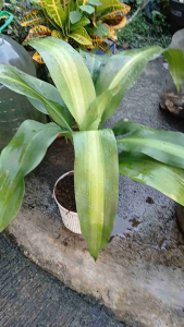 Dracaena fragrans Massangeana (commonly known as the Fortune or Corn Plant) is a popular low-maintenance indoor shrub. It features woody cane-like stems with arching glossy leaves. LIVE plant in polybag