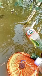 Essen gondomayit ijokuning paket 2 botol