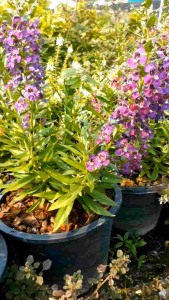 ฟอร์เก็ตมีน็อตม่วง กระถาง 11 นิ้ว ต้นสวยและแข็งแรง (กทม)