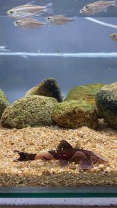 Homaloptera parclitella/Red Lizard Loach/Ornamental Fish/Ray Finned Fish/Freshwater Fish