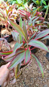 Tanaman Hanjuang Merah Mini & Dracena Merah: Pilihan Dekorasi Ruangan