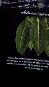 KAOS BAJU ANTHURIUM "WAROQUAENUM"