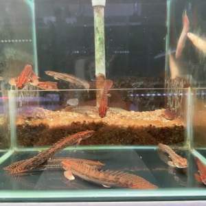 🔥CKH Aquatic🔥 Bichiir Lapradei 5”