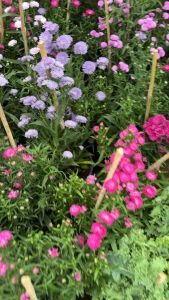 ต้นมากาเร็ต (Marguerite Daisy)  ลักษณะของต้นมากาเร็ต: ชื่อวิทยาศาสตร์: Argyranthemum frutescens  ลักษณะทั่วไป: เป็นไม้ล้มลุกอายุยืนหลายปี มีลักษณะเป็นพุ่ม ออกดอกได้ตลอดทั้งปี  ความสูง: ต้นสูงประมาณ 1 - 2 ฟุต  ลักษณะดอก: ดอกเป็นช่อฟูสวย มีหลายสี เช่น สีม่ว