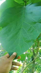 Daun Jati Muda Segar Bugar Spesial (Kemasan 500gram)