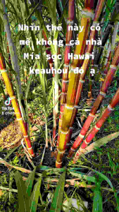 Cành giống kẹo Hawai Mía sọc 40-50 cm