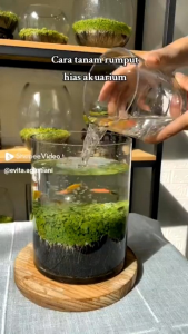 Bibit benih tanaman hias akuarium aquascape 3ml