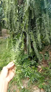 เฟิร์นใบมะขามใบสวยก้านยาวชุด10ต้นถอน