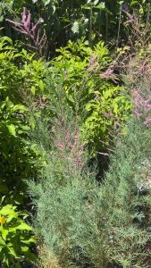 📌หมายเหตุ 1 ออร์เดอร์สั่งได้ แค่ 2 ต้น/กล่อง นะค่ะ ถ้าสั่งเกินถอดกระถางส่ง  เนื่องจากต้นขนาดใหญ่  กิ่งหักง่าย  ต้องใช้ความระมัดระวังเป็นพิเศษ❤️📌🙏🏻🙏🏻 #สนชมพู / #สนดอกหอม / #สนดอกสีชมพู (Tamarix rosea) #สนหวานๆ #สนชมพู"💗 “สนชมพู” มีชื่อวิทยาศาสตร์ Ta