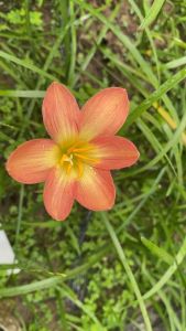 ร.ดอกบัวดิน Peach Comet หัวละ 20บาท - ดินนิล กล่าว 20 ชั่วโมง