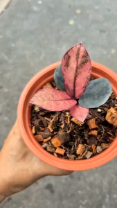 Zamioculcas Zamiifolia Raven Pink Variegatedจำหน่ายแบบใบชำลุ้นด่างชมพูพร้อมปลูก